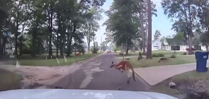 Избягало кенгуру вдигна накрак полицията в Тексас (ВИДЕО)