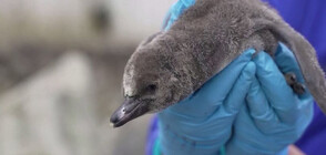 В британски зоопарк се излюпиха 11 пингвинчета от застрашен вид (ВИДЕО)