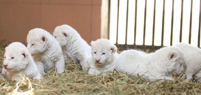 Дебют: Показаха за пръв път пред публика шест бели лъвчета (ВИДЕО)