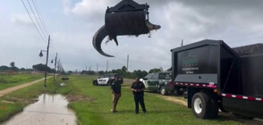 Преместиха със специална техника 3,6 метров алигатор в Тексас (ВИДЕО)