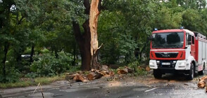 Силна буря удари Хасково: Счупен клон смачка кола и затвори път (ВИДЕО)