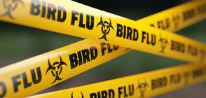 Опасност от птичи грип: Първият смъртен случай е в Мексико