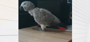 Търси се папагалът Съни: Пеещото и танцуващо кралско жако е изчезнало безследно