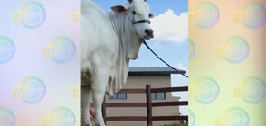 Продадоха най-скъпата крава в света за над 4 млн. долара