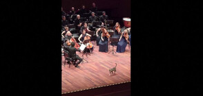 Котка "нахлу" на сцената по време на концерт в Истанбул (ВИДЕО)