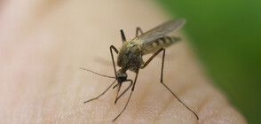 Тигрови комари в Европа: Случаите на заразени се увеличават