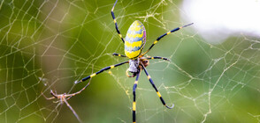 Страховити паяци с размерите на човешка ръка се разпространяват по източното крайбрежие на САЩ (СНИМКИ)
