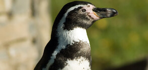 Учени алармират: Хумболтовите пингвини са застрашени от изчезване (ВИДЕО)