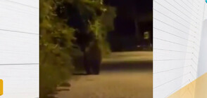 Мечка се разходи из столичния квартал „Бояна” (ВИДЕО)