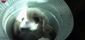 Спасиха 12-седмично кученце, пропаднало във вентилационна шахта (ВИДЕО)