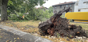 Затворени пътища, паднали дървета и изпочупени покриви след буря в Силистренско