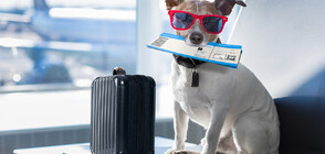 Шампанско, одеяло с феромони, СПА процедури: Авиокомпания пусна полети само кучета