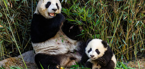 Китайският премиер обеща нови панди на Австралия