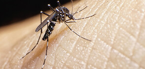 Тигрови комари атакуват България: Какви рискове крият ухапванията от насекомите