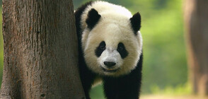 Много панди, родени в чужбина, сe завръщат в родния си Китай
