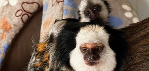 Семейство мармозетки на Жофроа са най-новото попълнение в зоопарк Бургас (СНИМКИ)