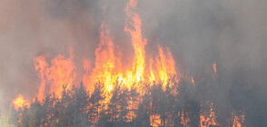 11 загинали и над 40 ранени при горски пожари в Югоизточна Турция (ВИДЕО)