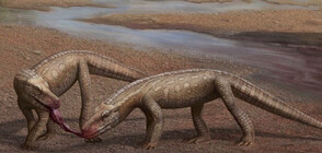 Откриха фосил на древен крокодил, живял преди появата на динозаврите (ВИДЕО)