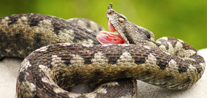 При ухапване от змия: Трябва да се остане на място и да не се измусква отровата