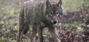 Руски учени изследват тяло на вълк на 44 000 години (ВИДЕО)