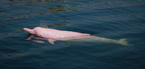 Има ли розови делфини на българското Черноморие