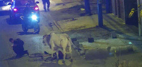 Избягал бик вдигна накрак полицията в Перу (ВИДЕО)