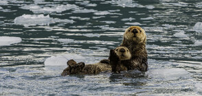 Истински чаровници: Морските видри на Аляска (ВИДЕО)