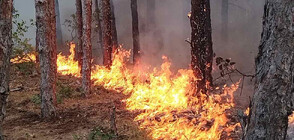 Огънят в Отец Паисиево е локализиран, гасенето продължава