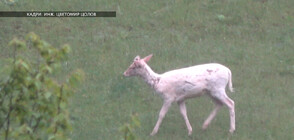 Заснеха бял елен в Родопите (ВИДЕО+СНИМКИ)