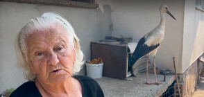 92-годишна жена спаси съборено от бурята щъркелче в Казанлъшко