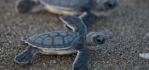 В Марбея пуснаха на свобода бебета костенурки от застрашен вид (ВИДЕО)
