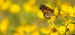 Учени откриха, че пеперудите опрашват цветята с помощта на електричество