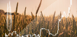 Симов: Цените ще паднат заради рекордното количество пшеница и царевица