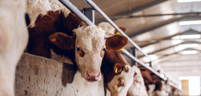 БАБХ: Фермерите да избягват търговия с животни от Румъния и Гърция