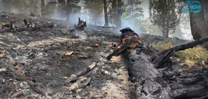 Има ли опасност от мините в района на пожара около българо-гръцката граница