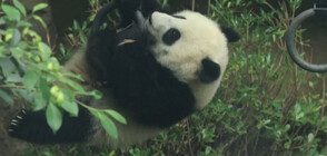 Достойна за Олимпиада: Панда демонстрира завидни умения в гимнастиката (ВИДЕО)