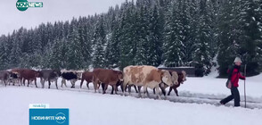 Заради неочакван сняг: Спешно свалят от планинските пасища кравите в Тирол