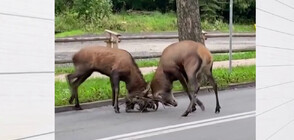 Двойка елени се биха в центъра на полски град (ВИДЕО)