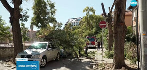 Дърво премаза коли на метри от училище в Пловдив (ВИДЕО)