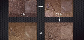 Японски учени създадоха пластмаса, която се разгражда в почвата и в морската вода (ВИДЕО)