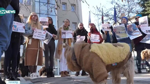 Протест в Сандански заради масово отравяне на бездомни кучета и котки