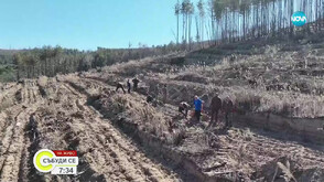 След пожарите: Започна мащабно залесяване на изгорелите площи край Панагюрище