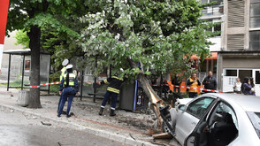 Кола събори дърво върху автобусна спирка на централен булевард в Хасково (СНИМКИ)