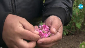 Розата Дамасцена – унищожена заради студеното време