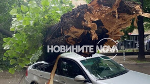Огромно дърво падна върху кола в Русе (СНИМКИ)