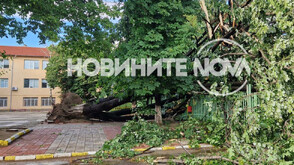 Проливен дъжд наводни улици в Пазарджик, дърво падна в училищен двор (ВИДЕО+СНИМКИ)