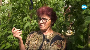 Баба Надка от Монтанско и ChatGPT: Приятелство, довело до добра реколта от домати (ВИДЕО)