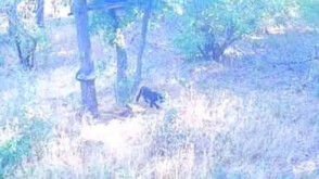 Черният леопард е забелязан отново в Шуменското плато