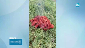 Има ли извънземен произход предметът, открит в двор в Якоруда