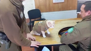 Спасен котарак стана талисман на полицейско управление в Чили (ВИДЕО)